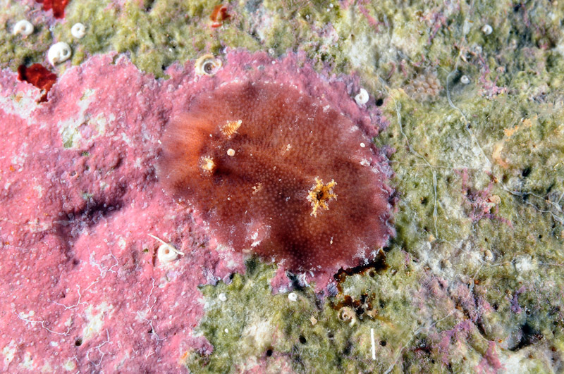 Geitodoris portmanni (Schmekel, 1972)